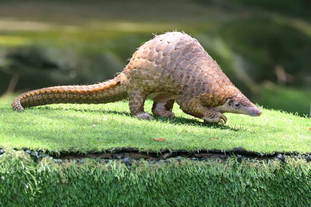 Sunda Pangolin