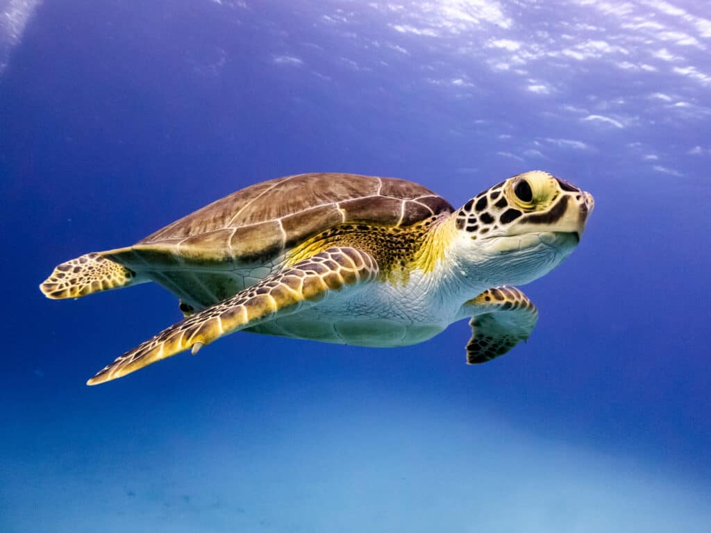 Hawksbill Sea Turtle (Eretmochelys imbricata)