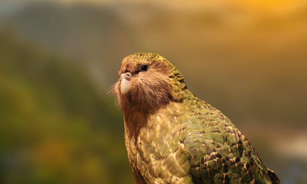 Kakapo