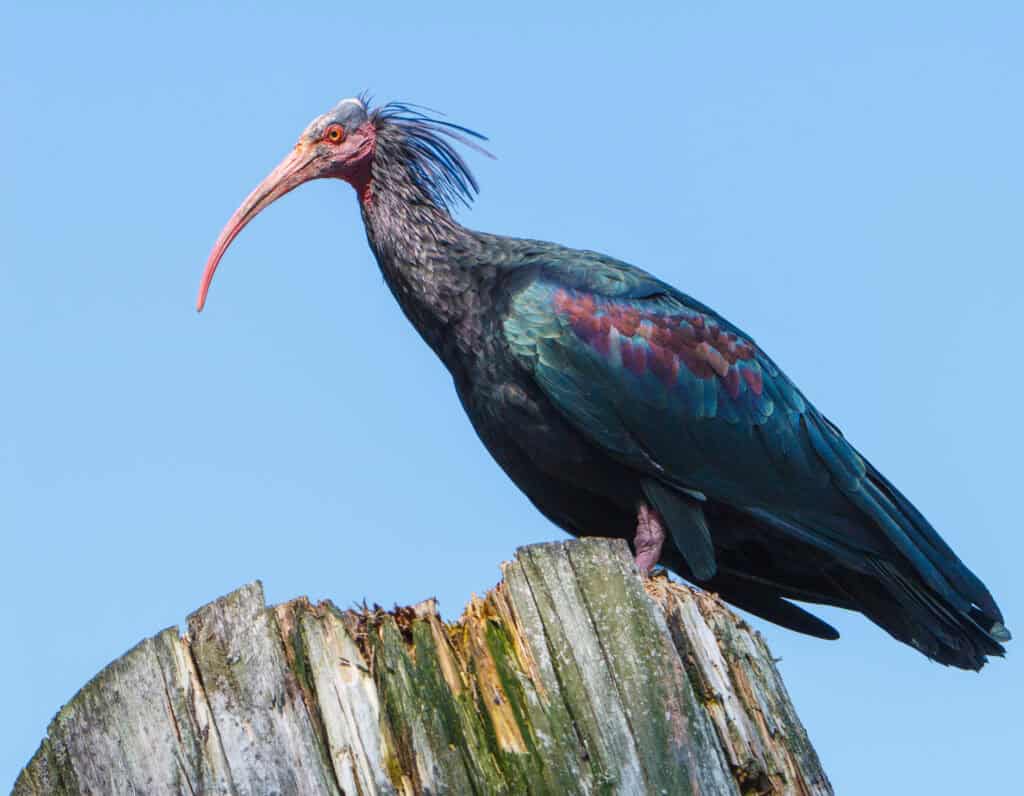 Northern Bald Ibis