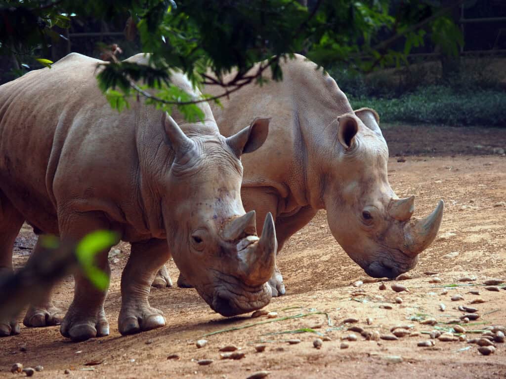 The Rebound of the Javan Rhino