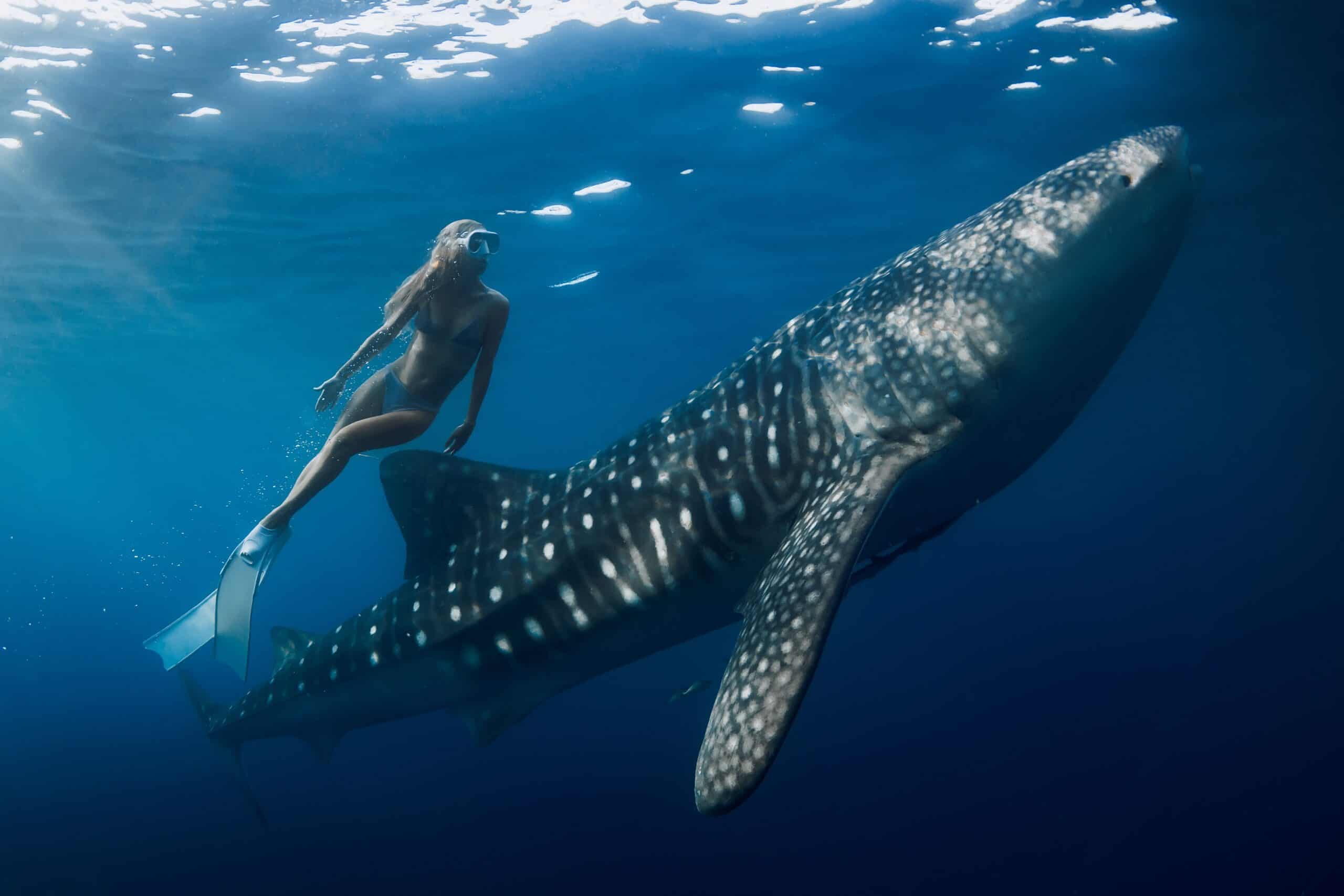 Whale Shark