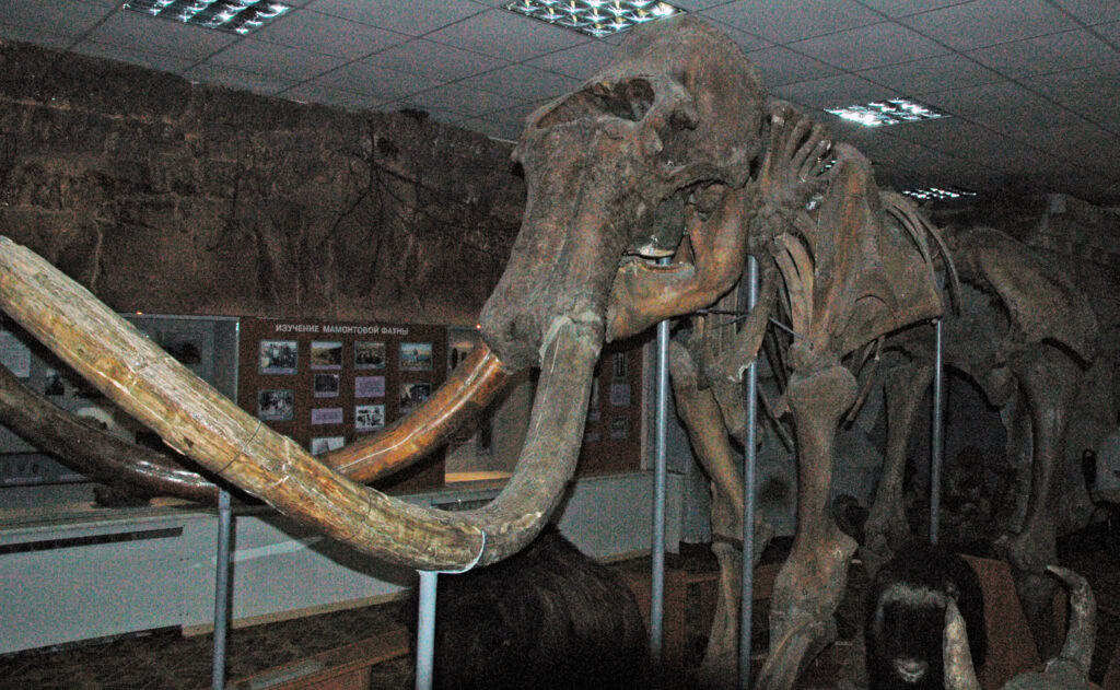 Woolly Mammoth Skeleton