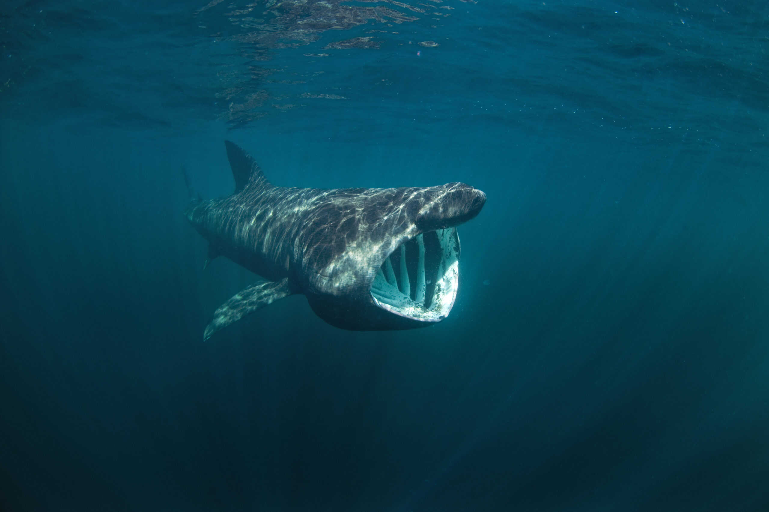 Basking Shark