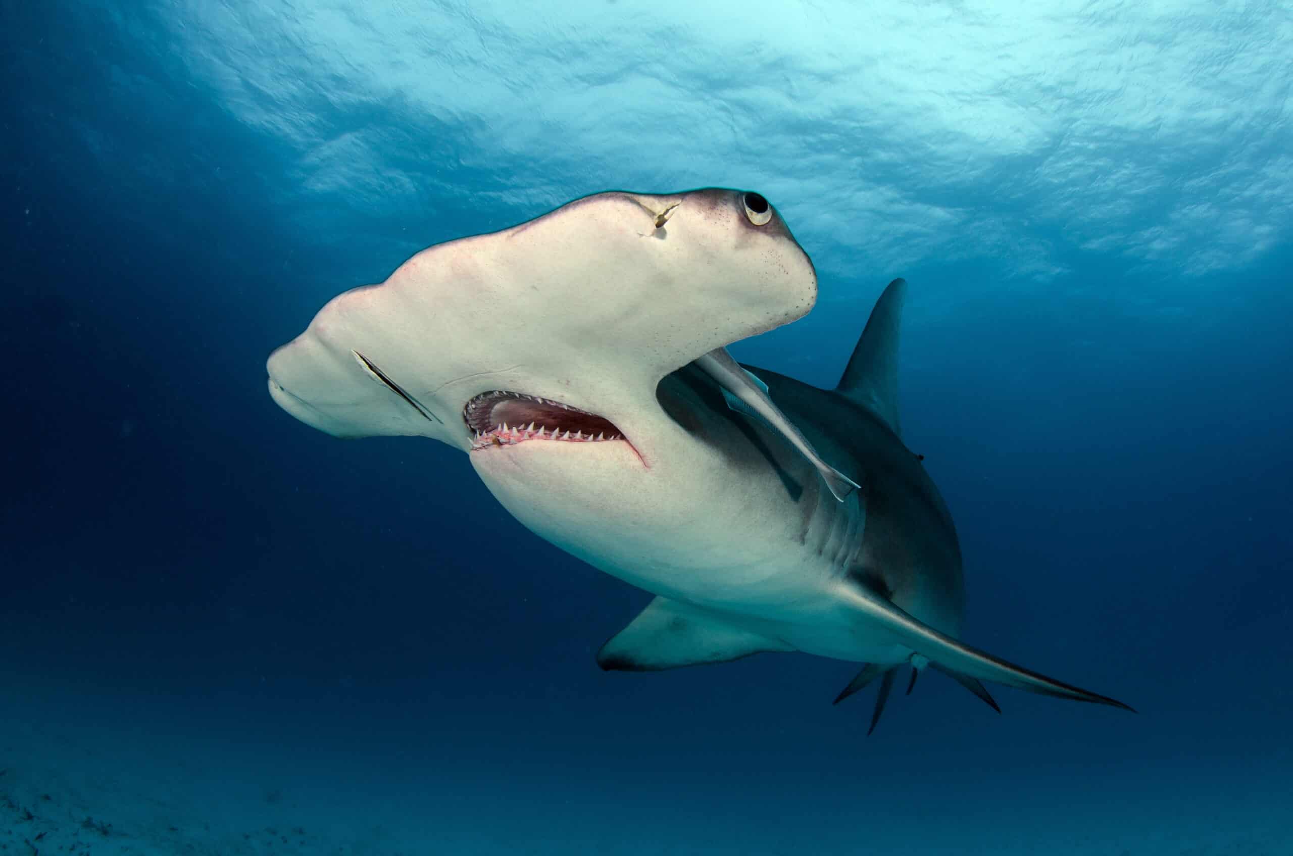 Great Hammerhead Shark