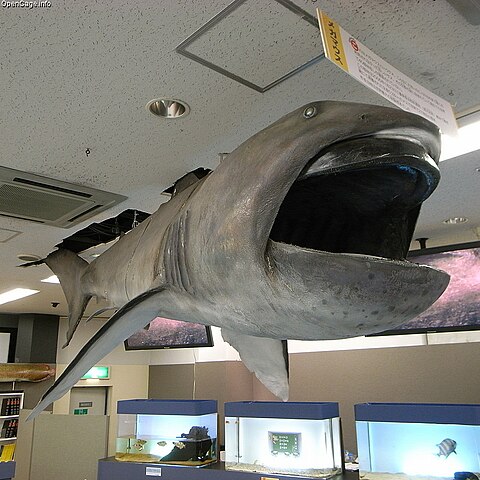 Megamouth Shark