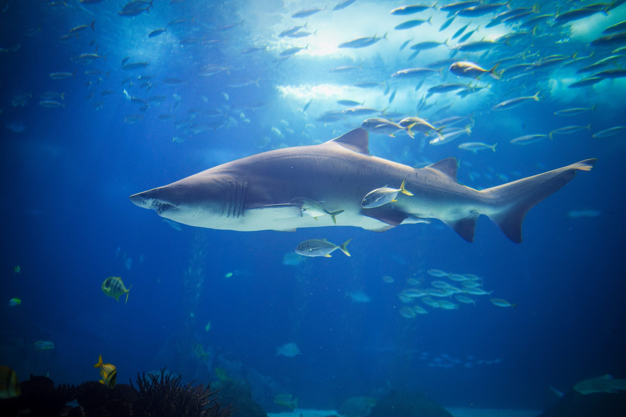 Sand Tiger Shark