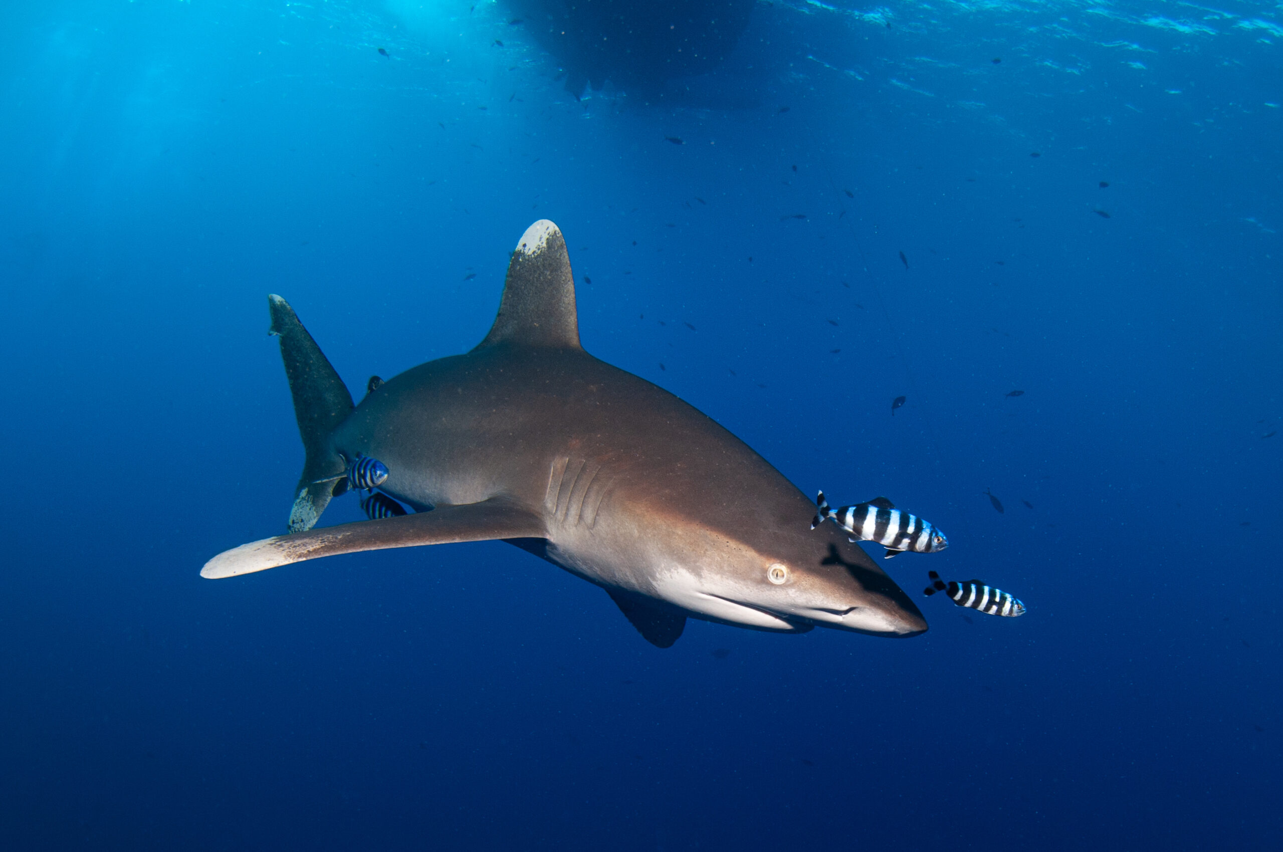 Oceanic Whitetip Shark