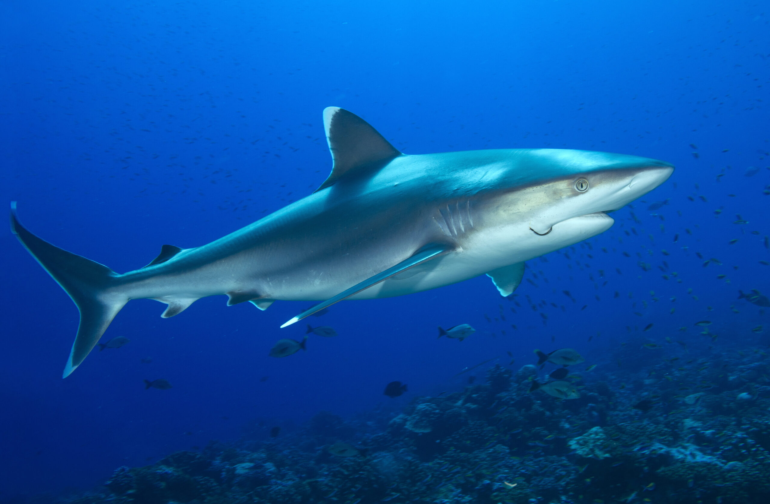 Silvertip Shark