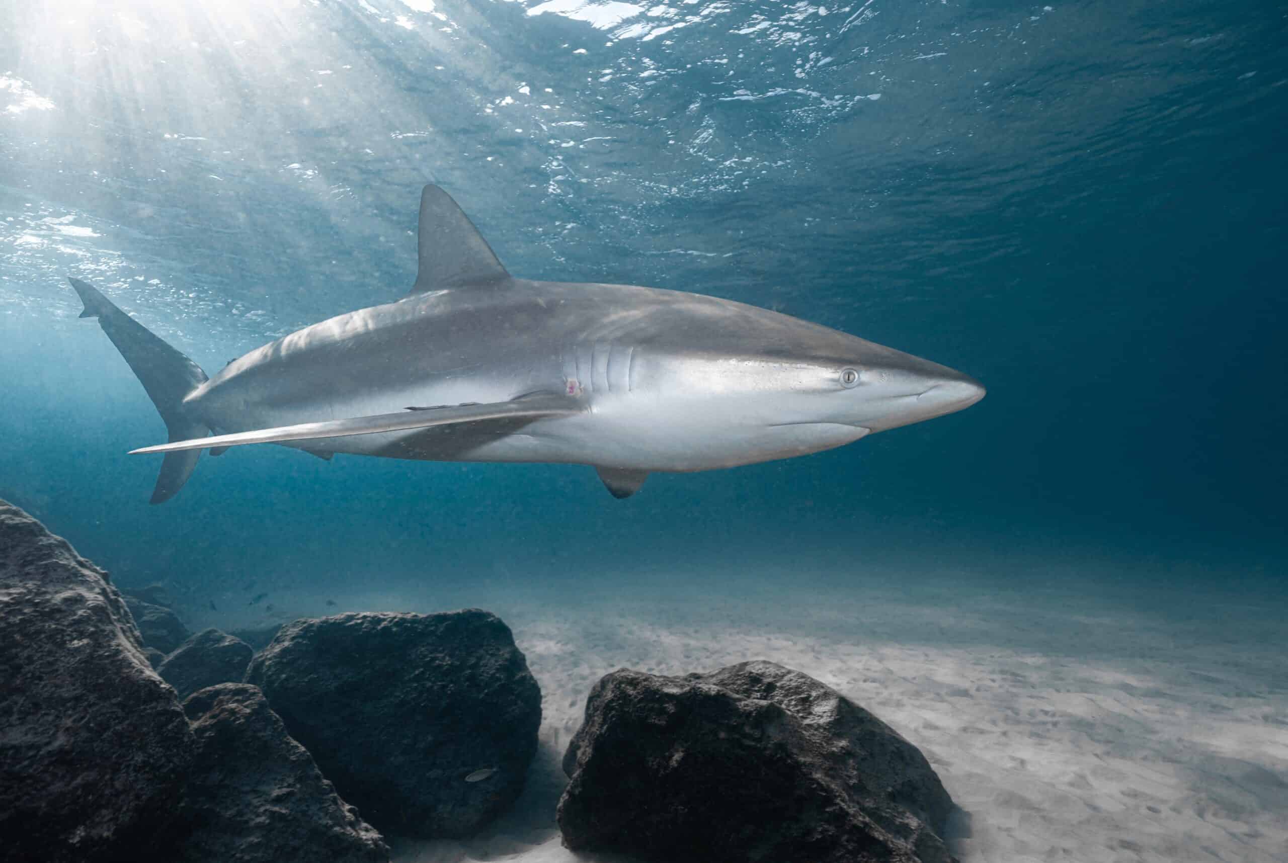 Dusky Shark