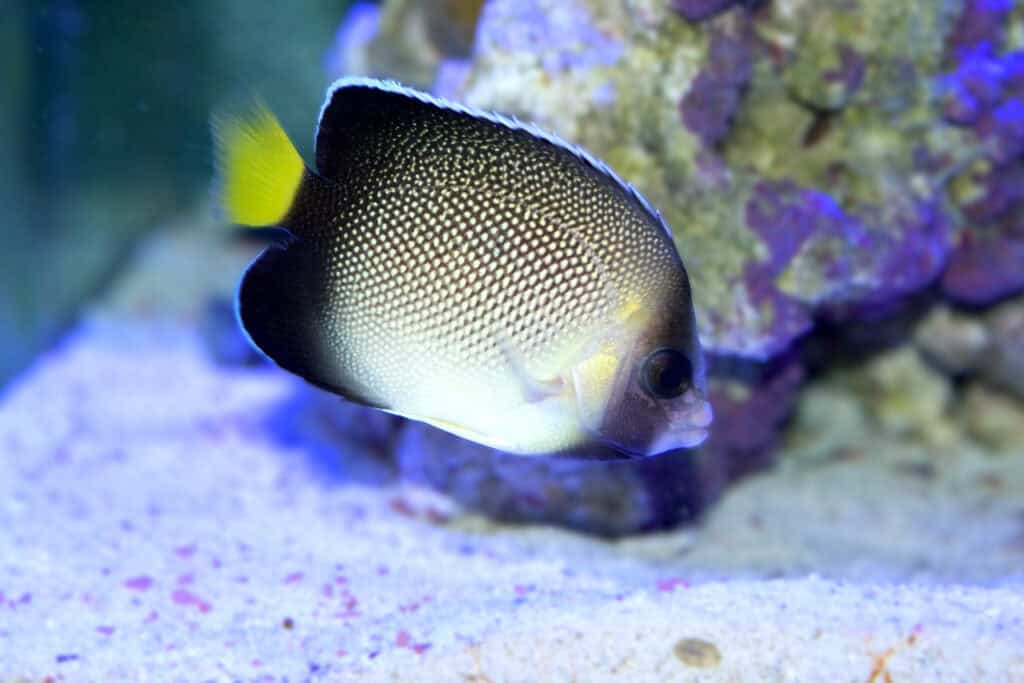 Indian Yellowtail Angelfish