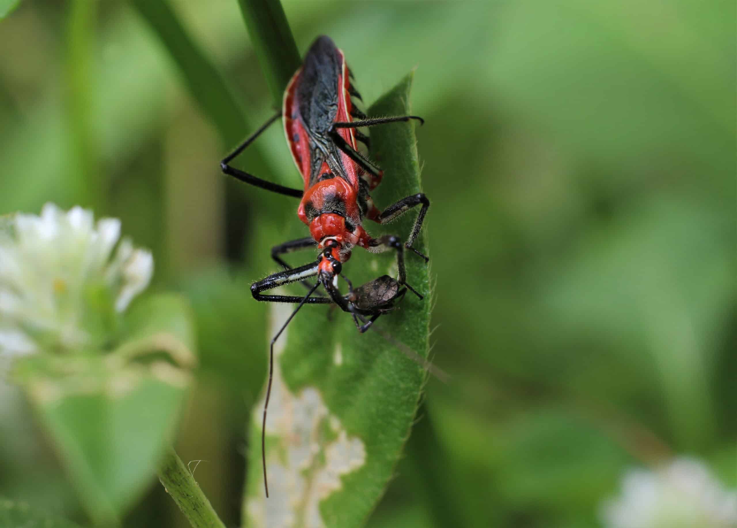 Assassin Bug