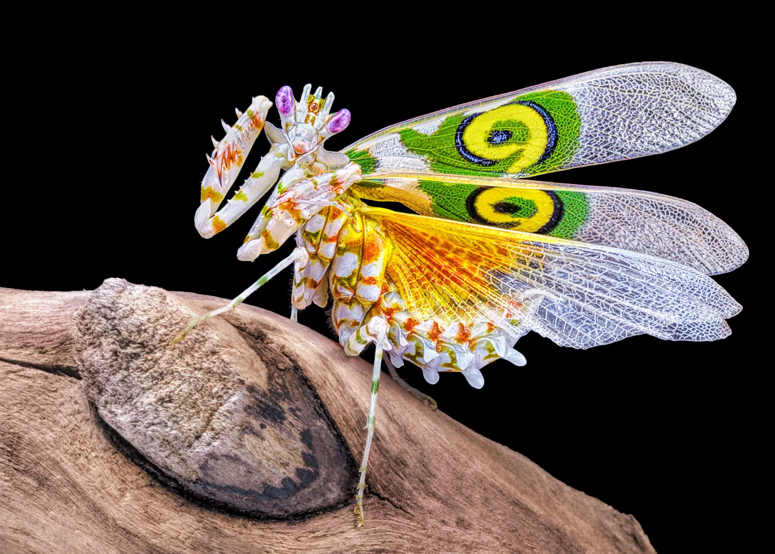 Spiny Flower Mantis