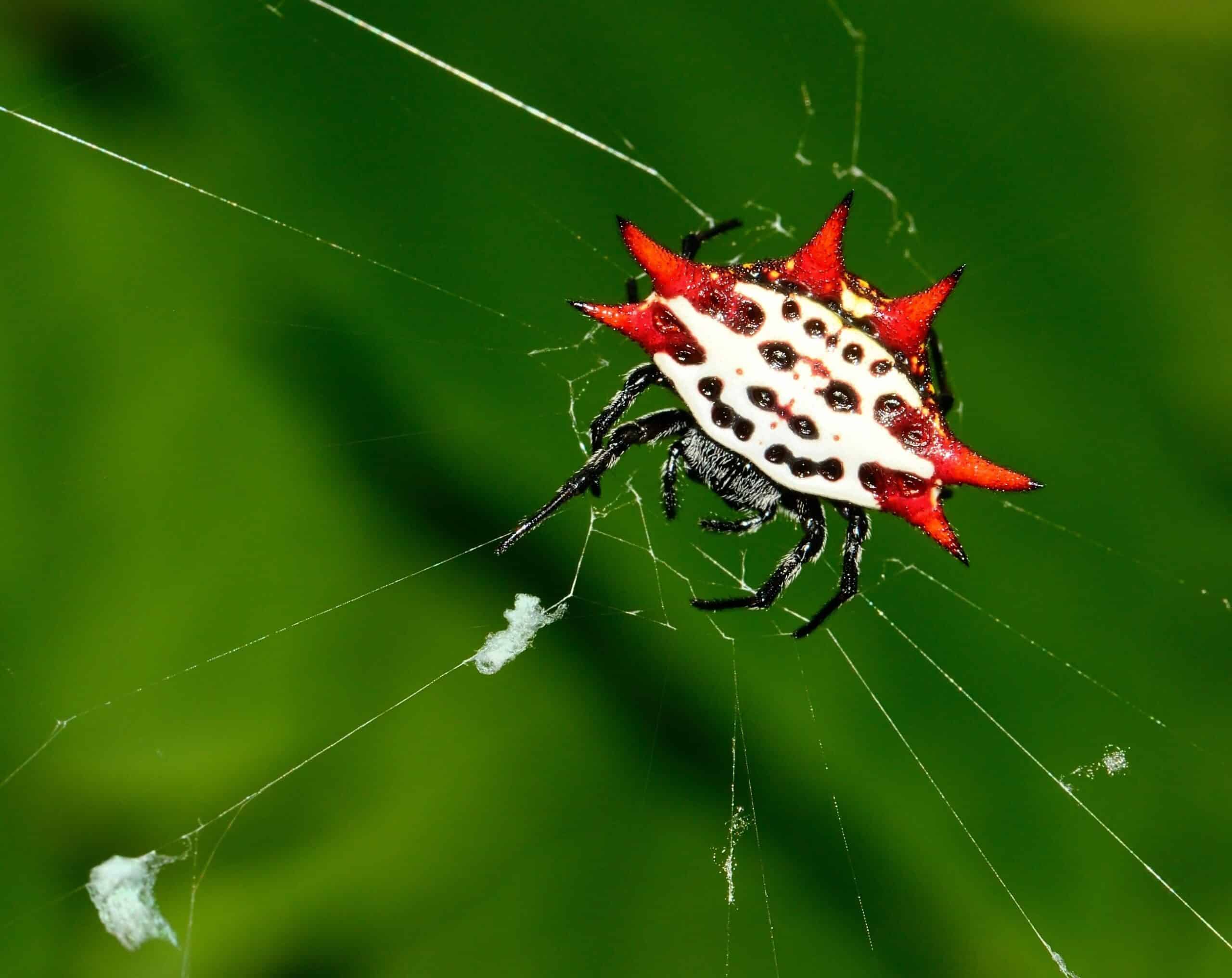 Spiny Orb-Weaver Spider