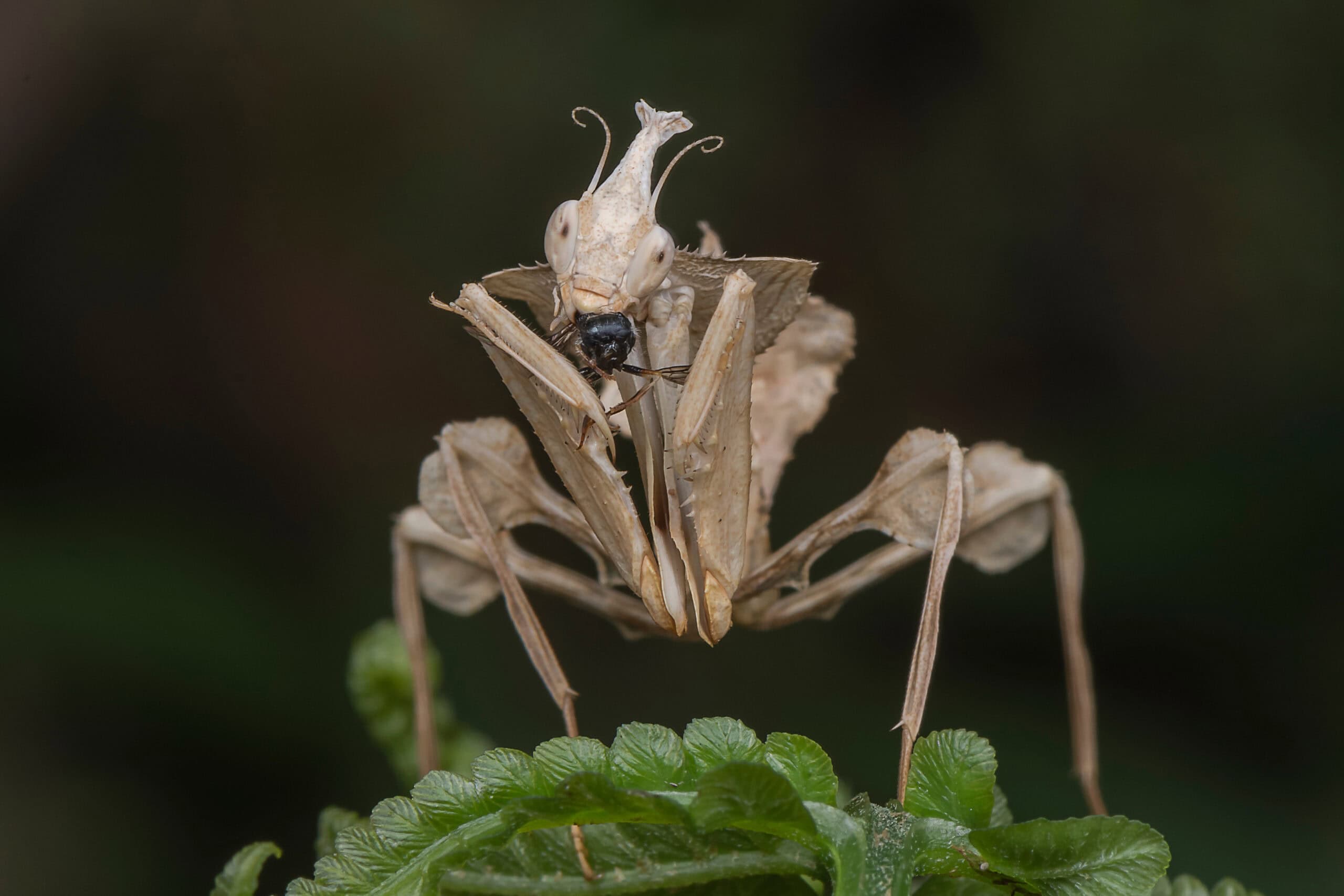 Devil’s Flower Mantis