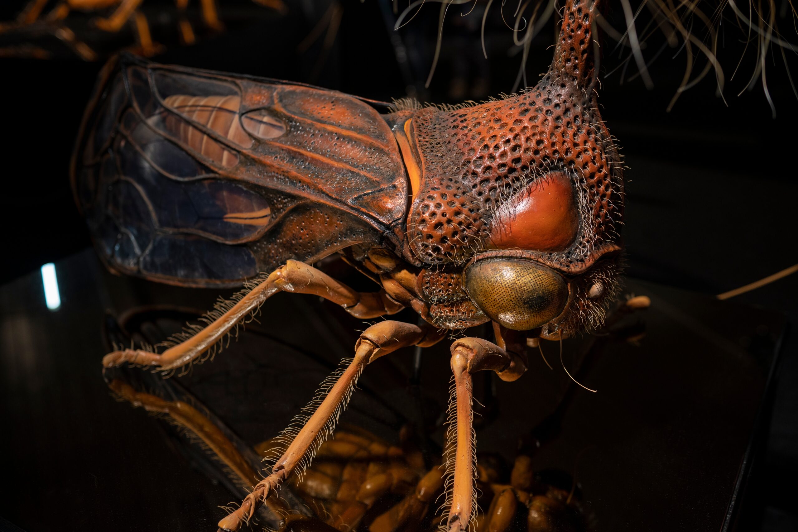 Brazilian Treehopper