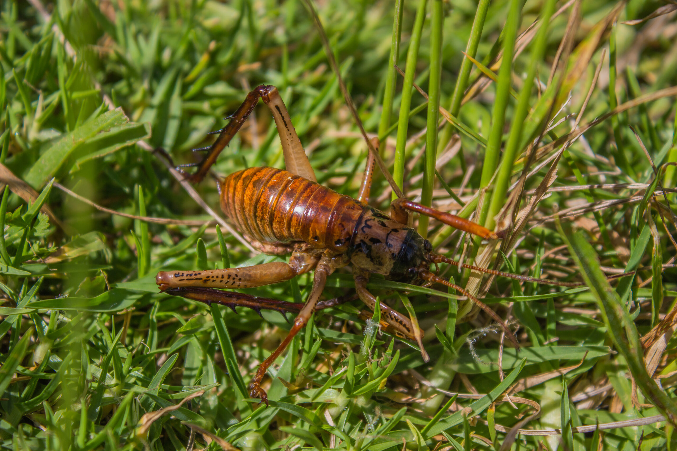 Giant Weta