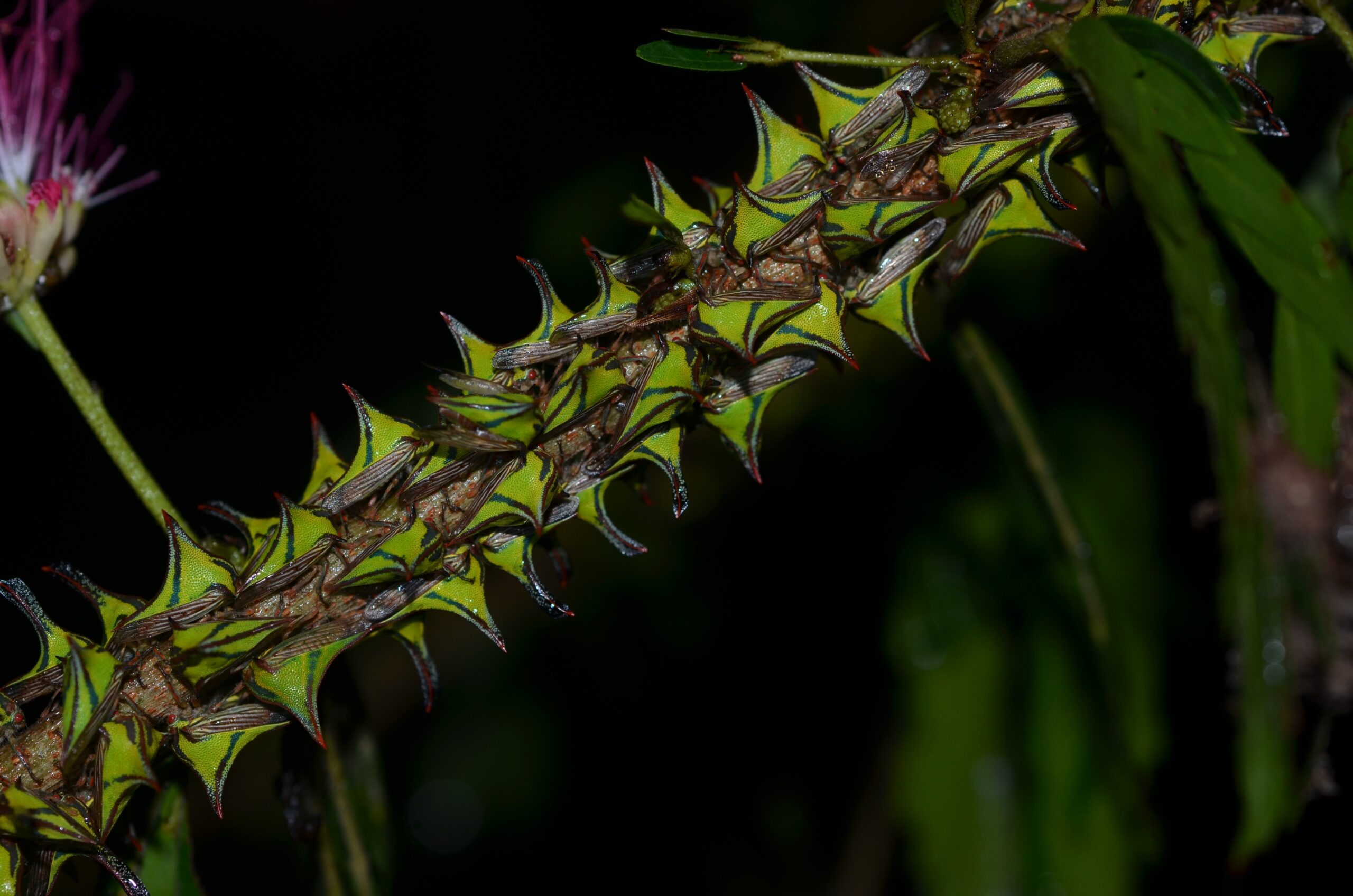 Thorn Bug