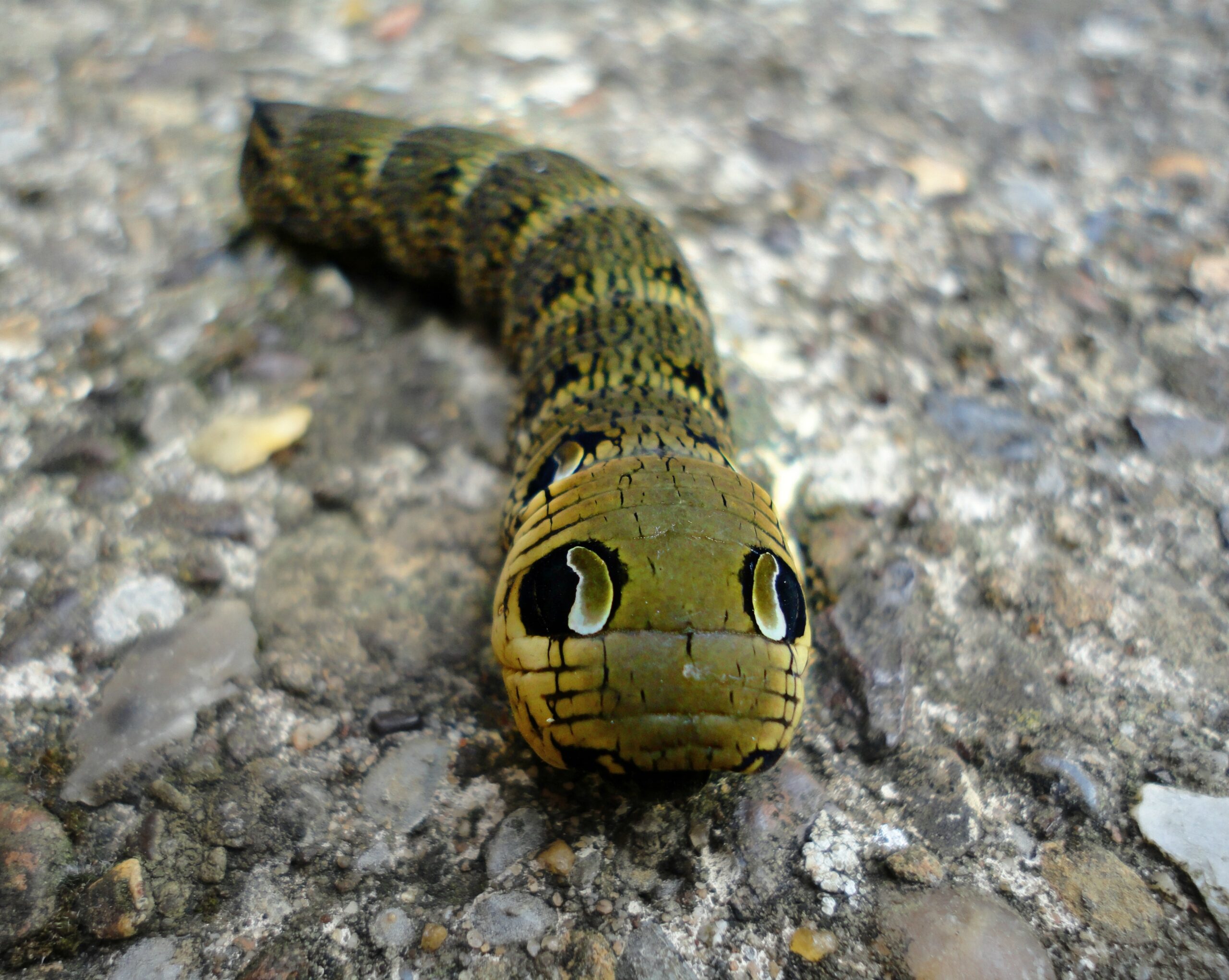 Elephant Hawk Moth Caterpillar