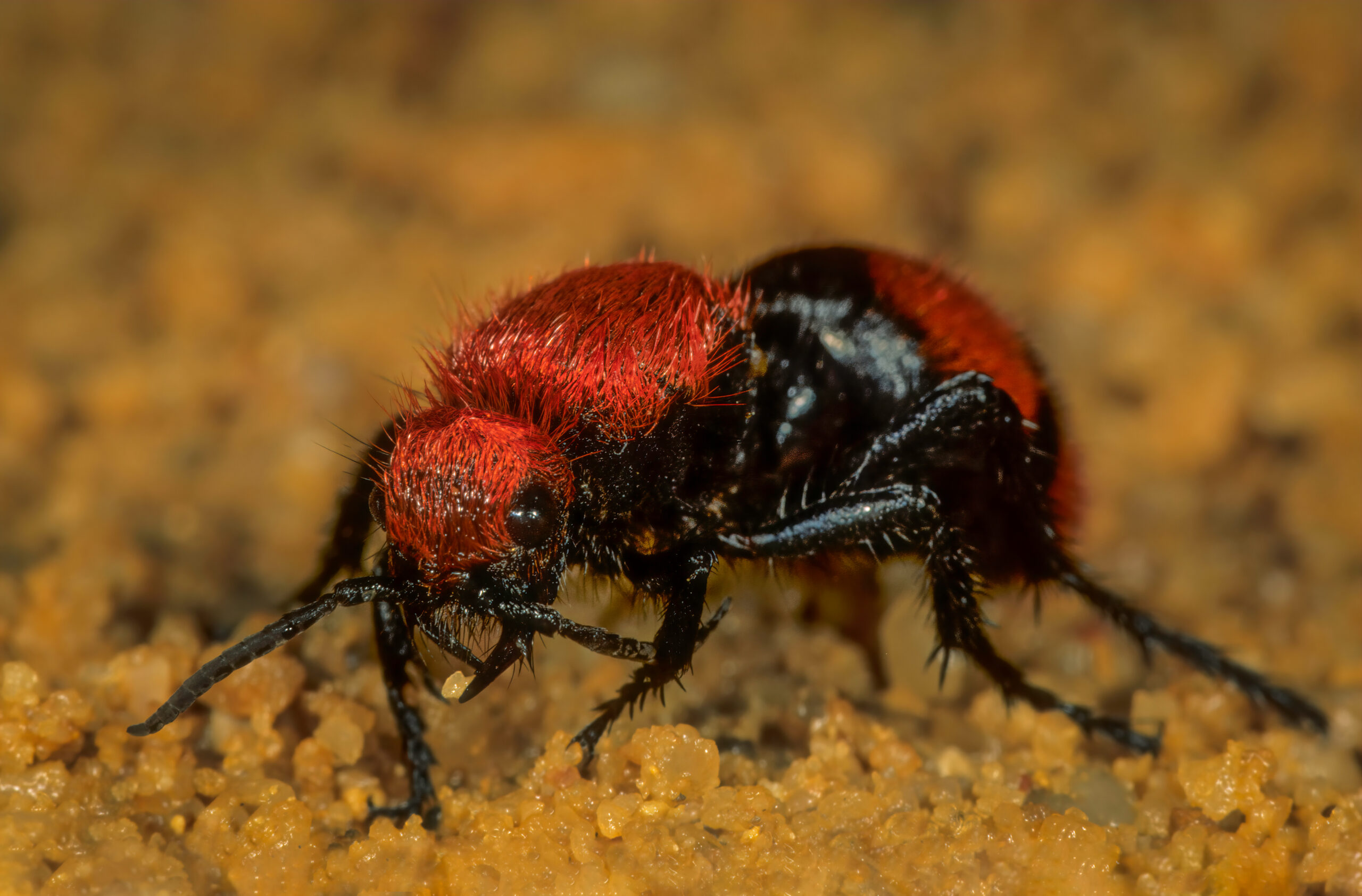 Velvet Ant (Cow Killer)