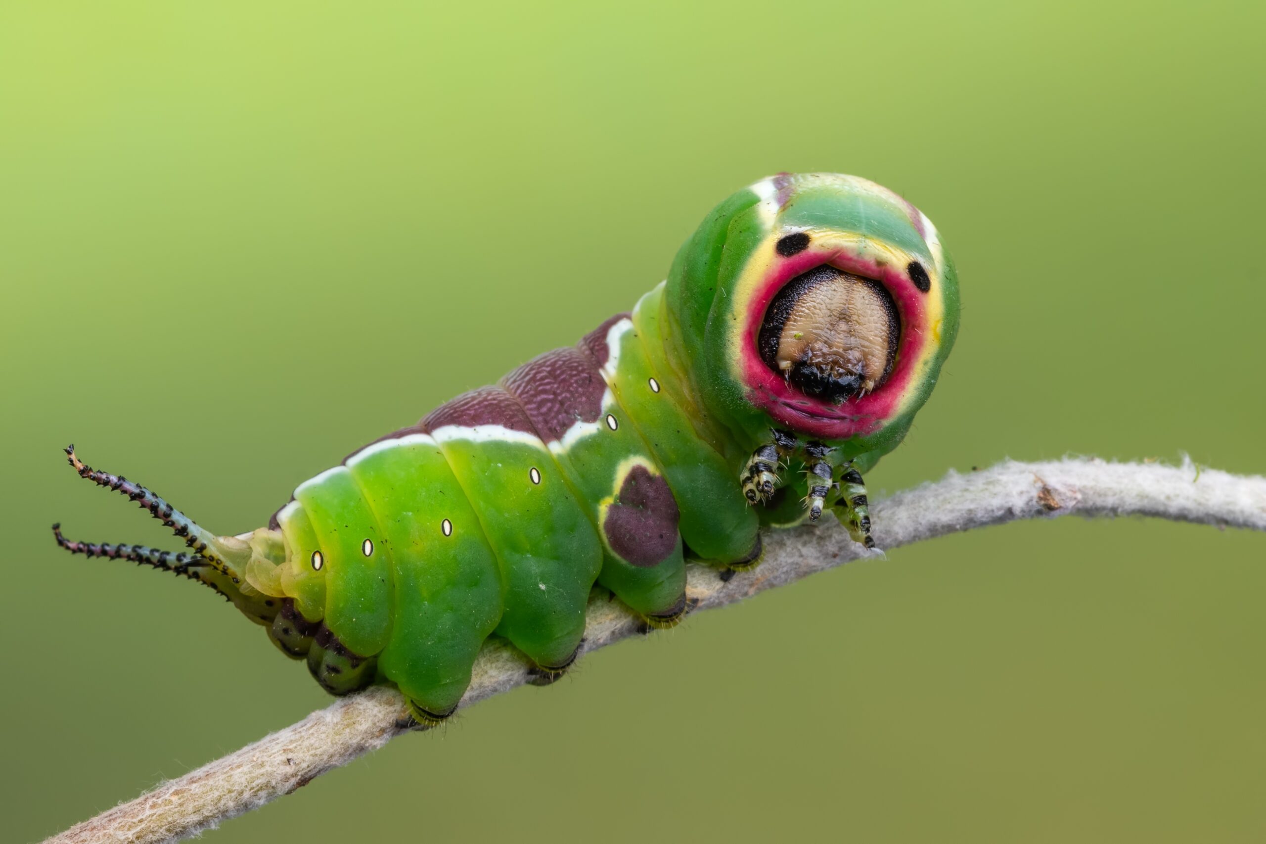 Puss Moth Caterpillar