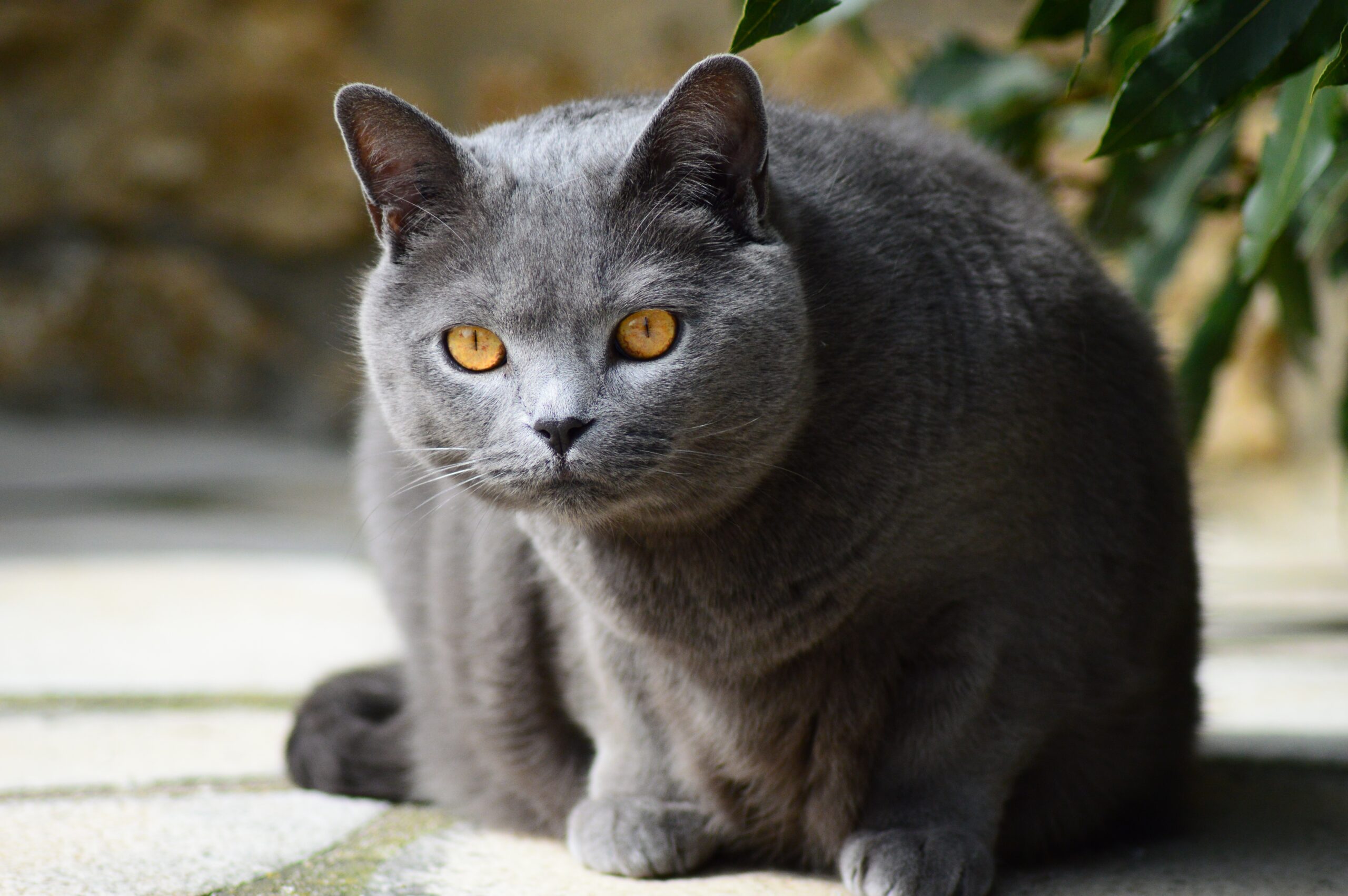 Chartreux