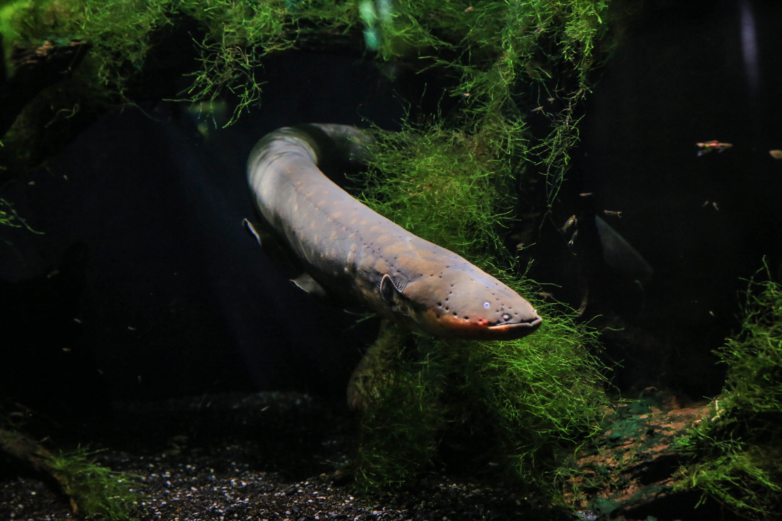 Electric Eel