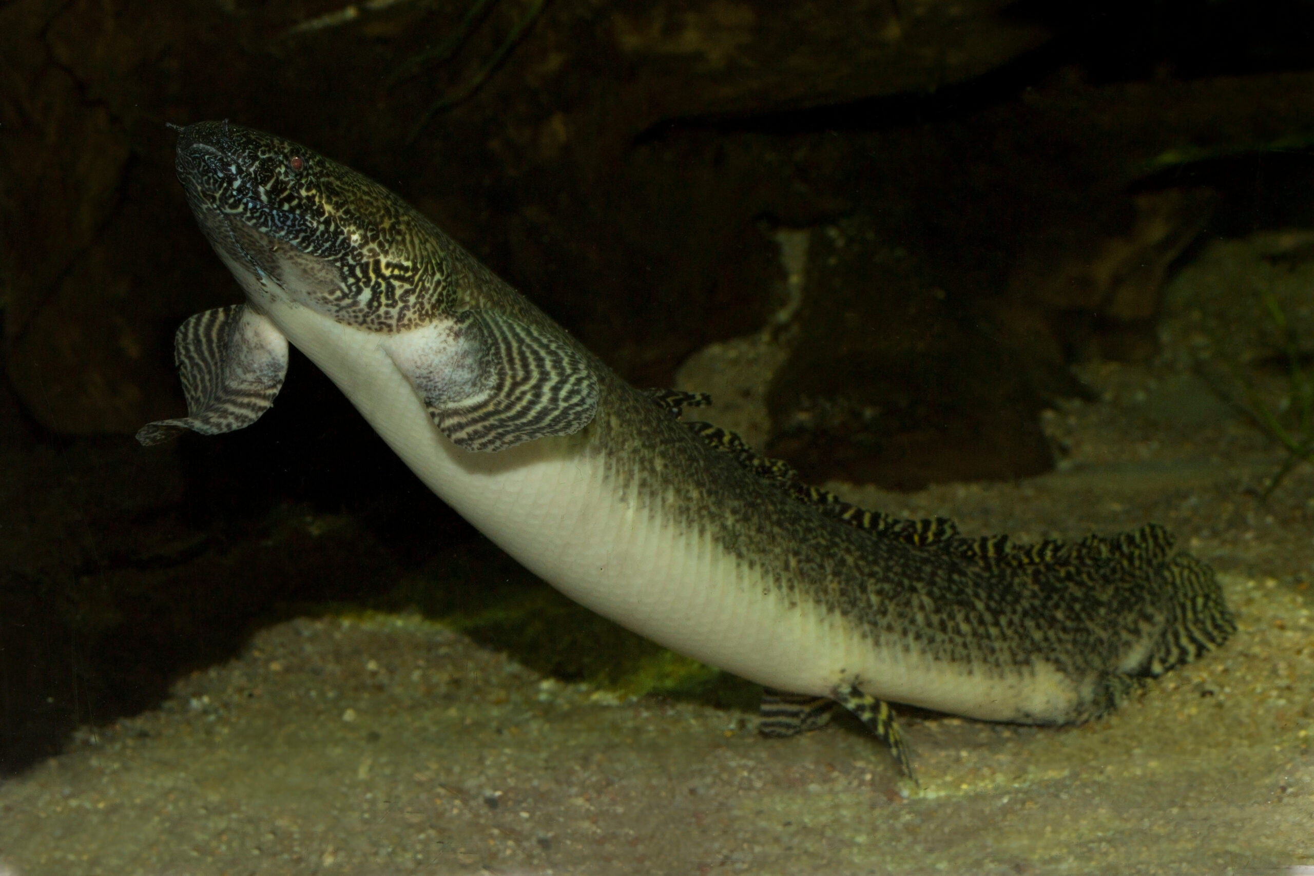 African Lungfish