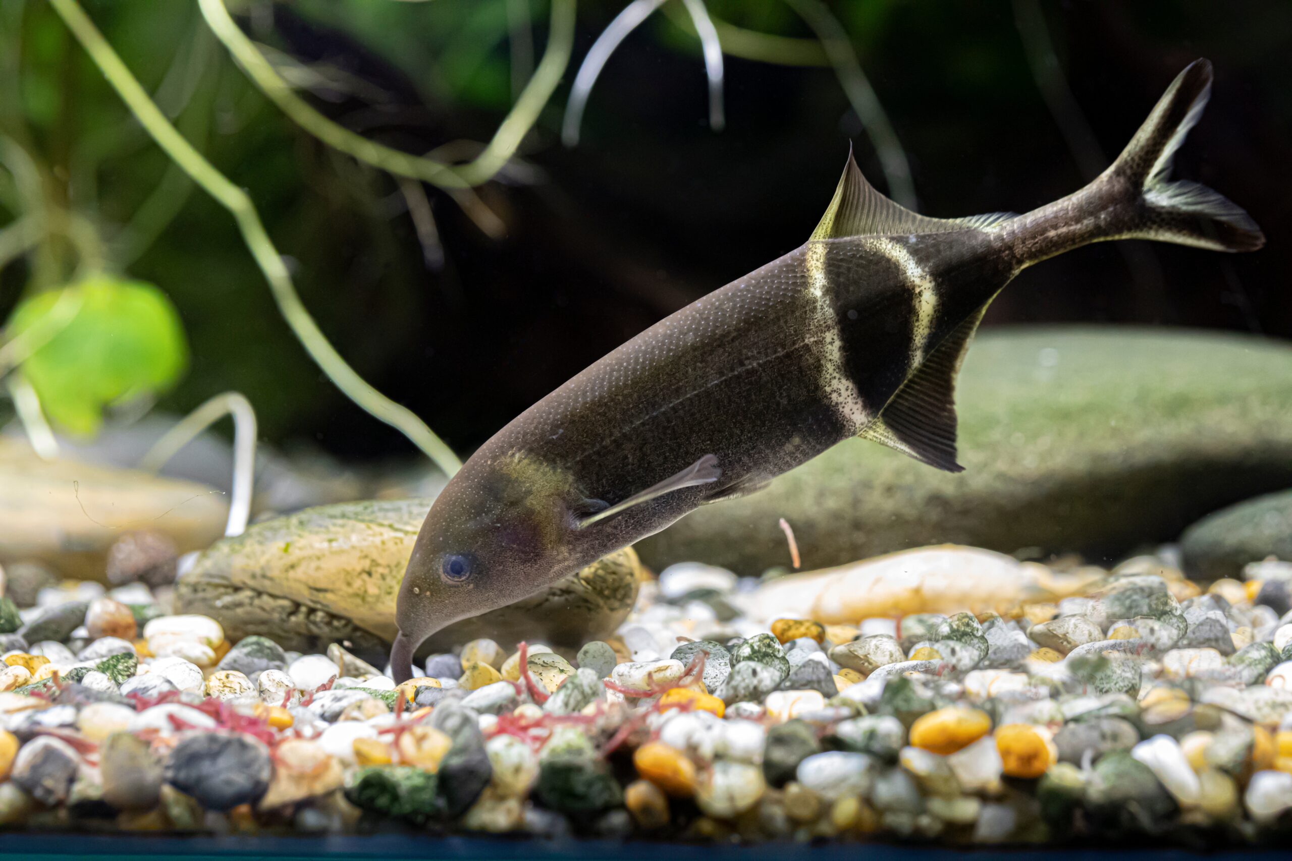 Elephantnose Fish