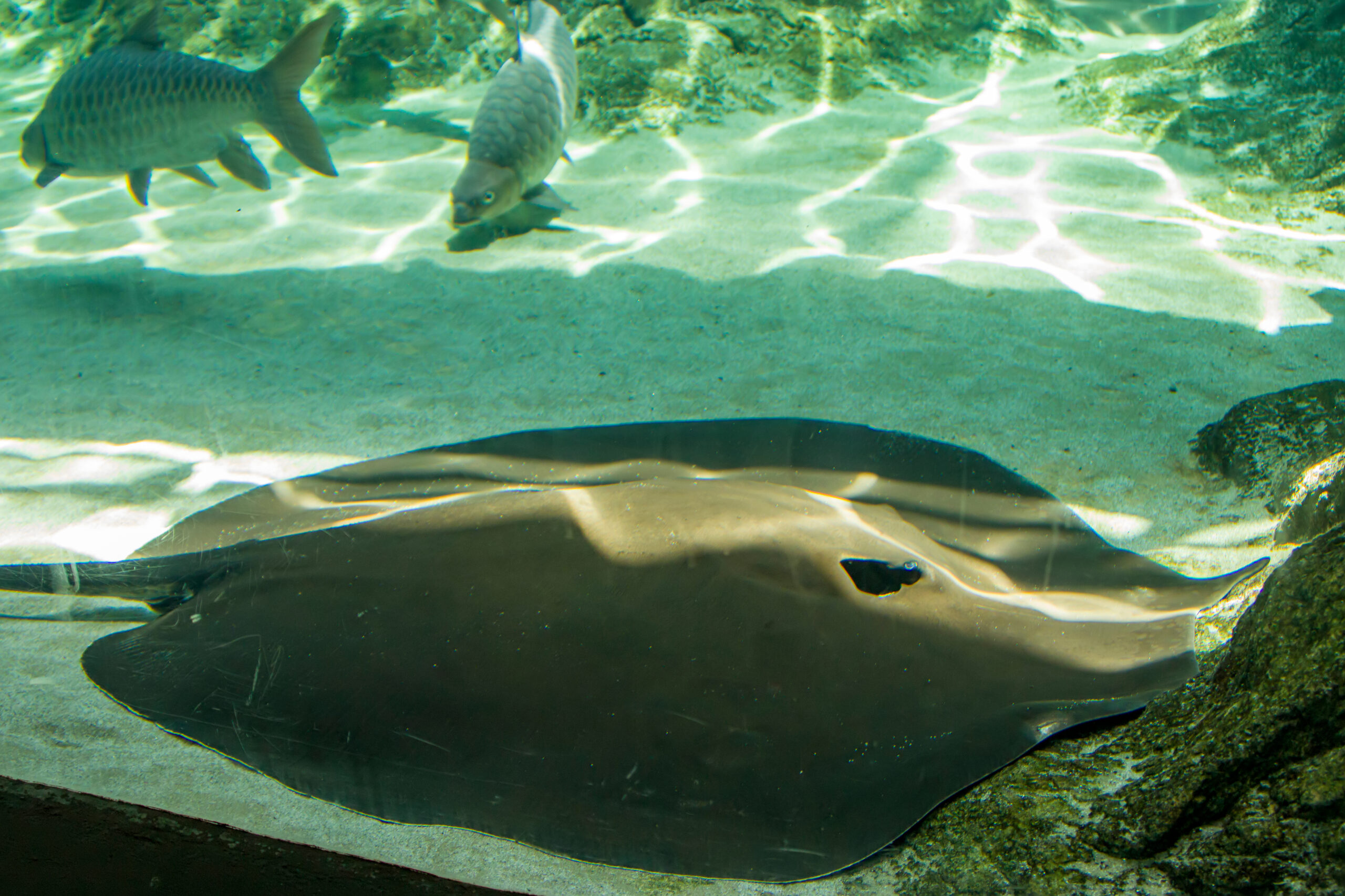 Giant Freshwater Stingray