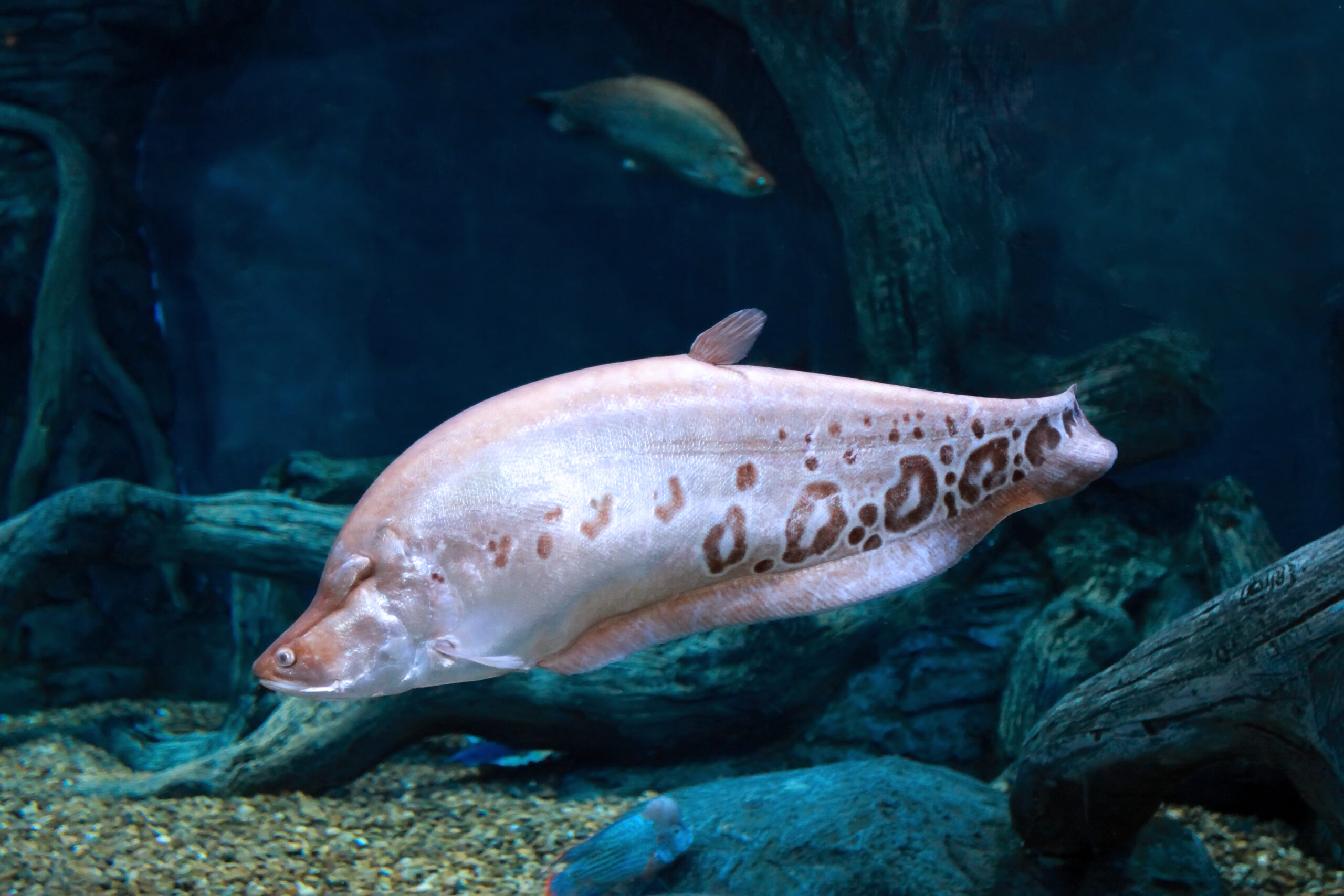 Knifefish