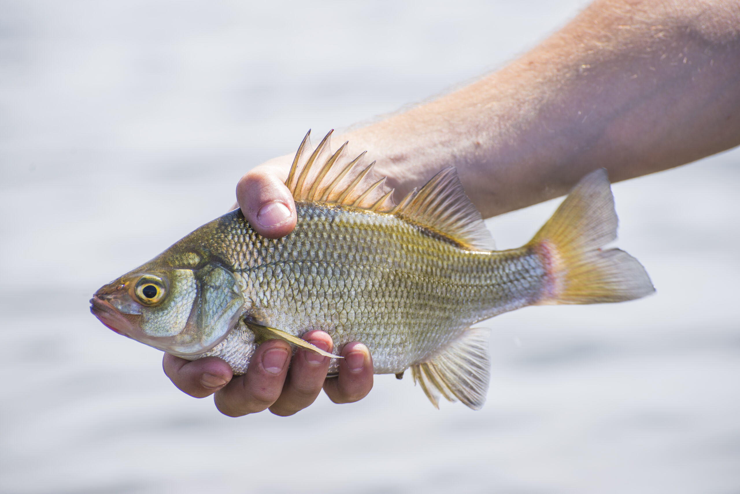 Freshwater Drum