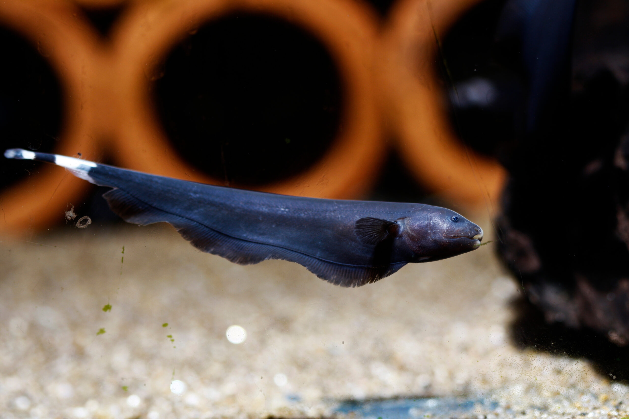 Black Ghost Knifefish (Apteronotus albifrons)