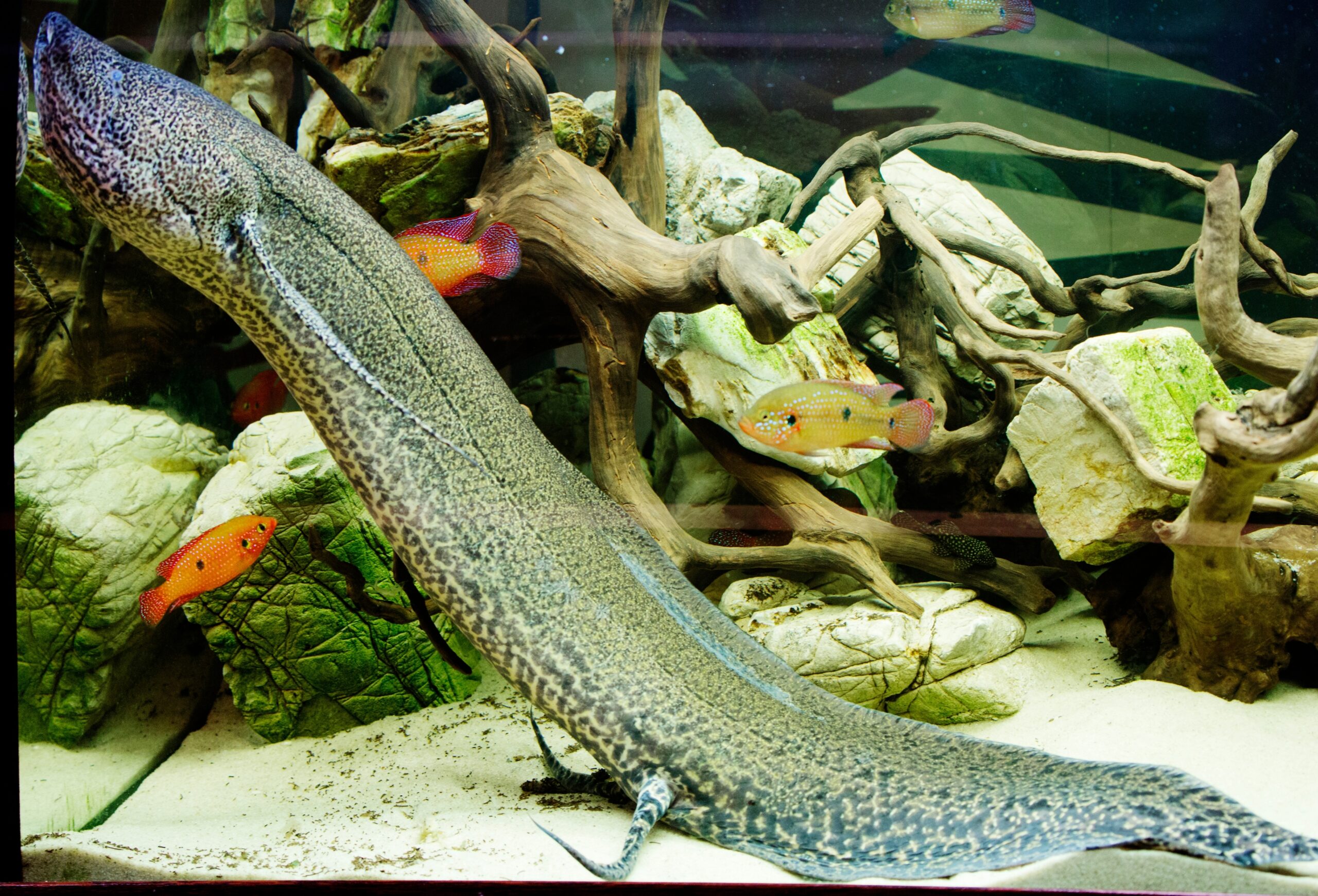 Marbled Lungfish