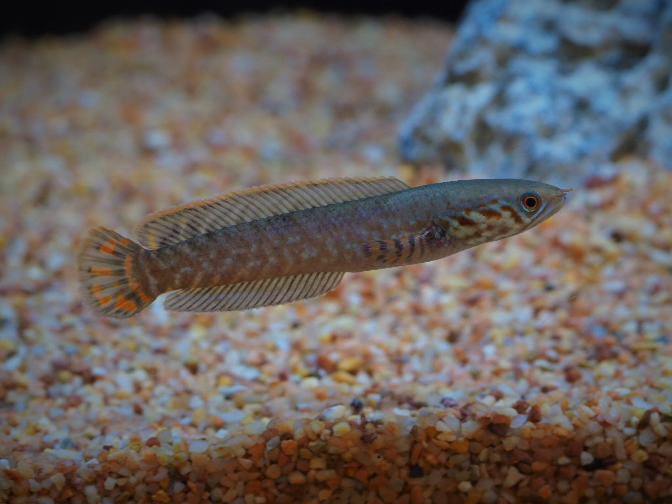 Rainbow Snakehead