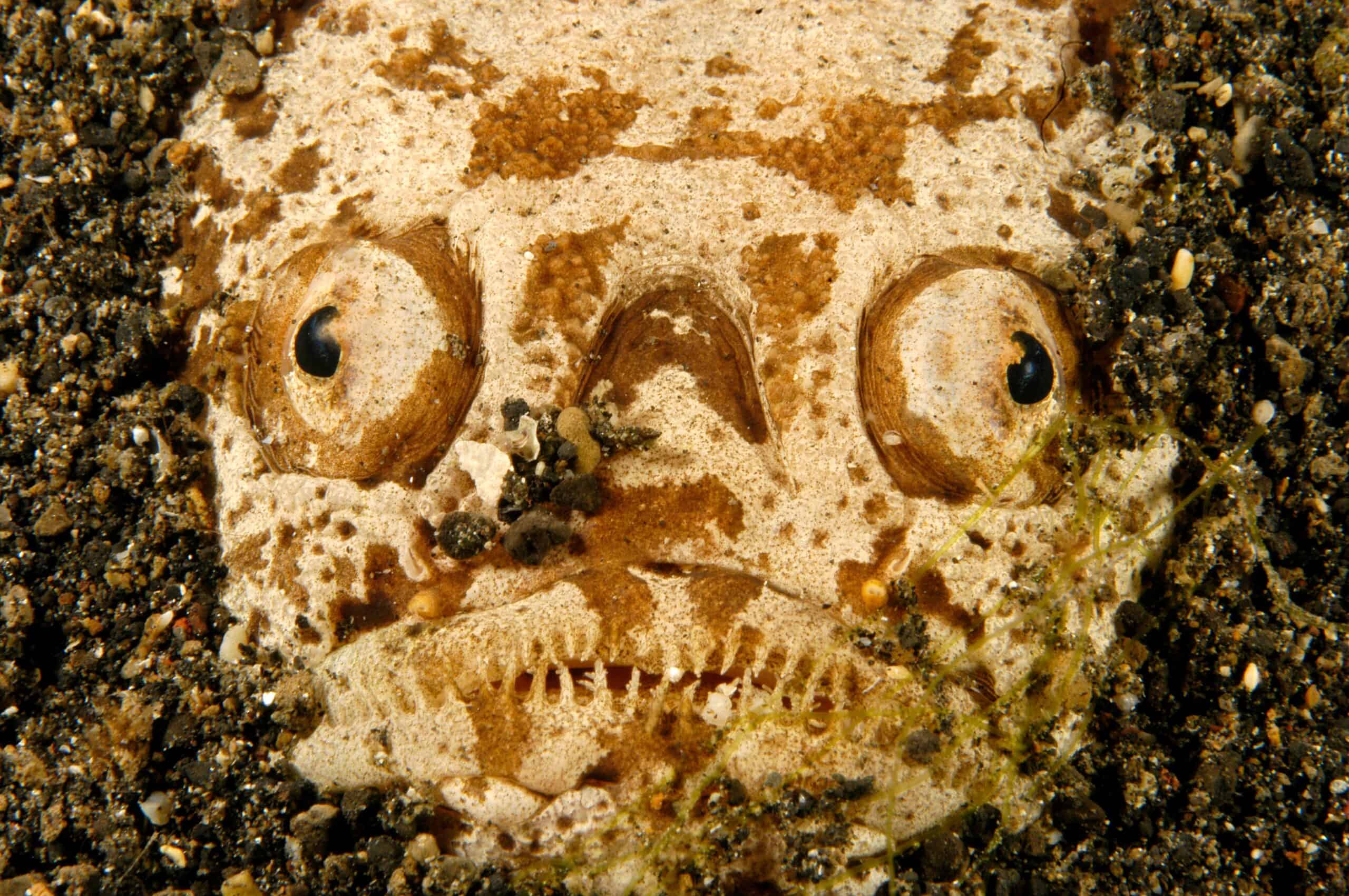 Stargazer Fish