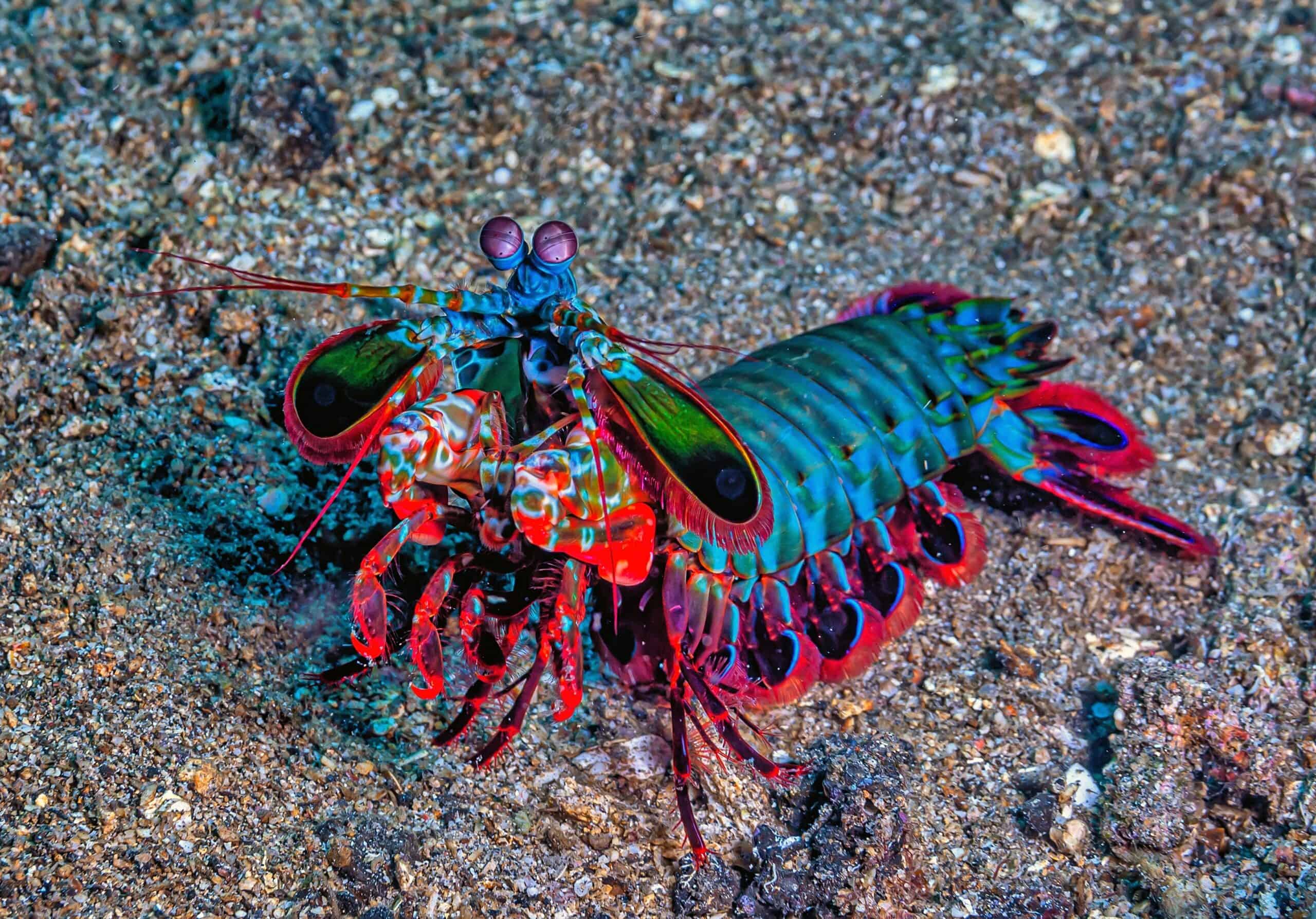 Peacock Mantis Shrimp