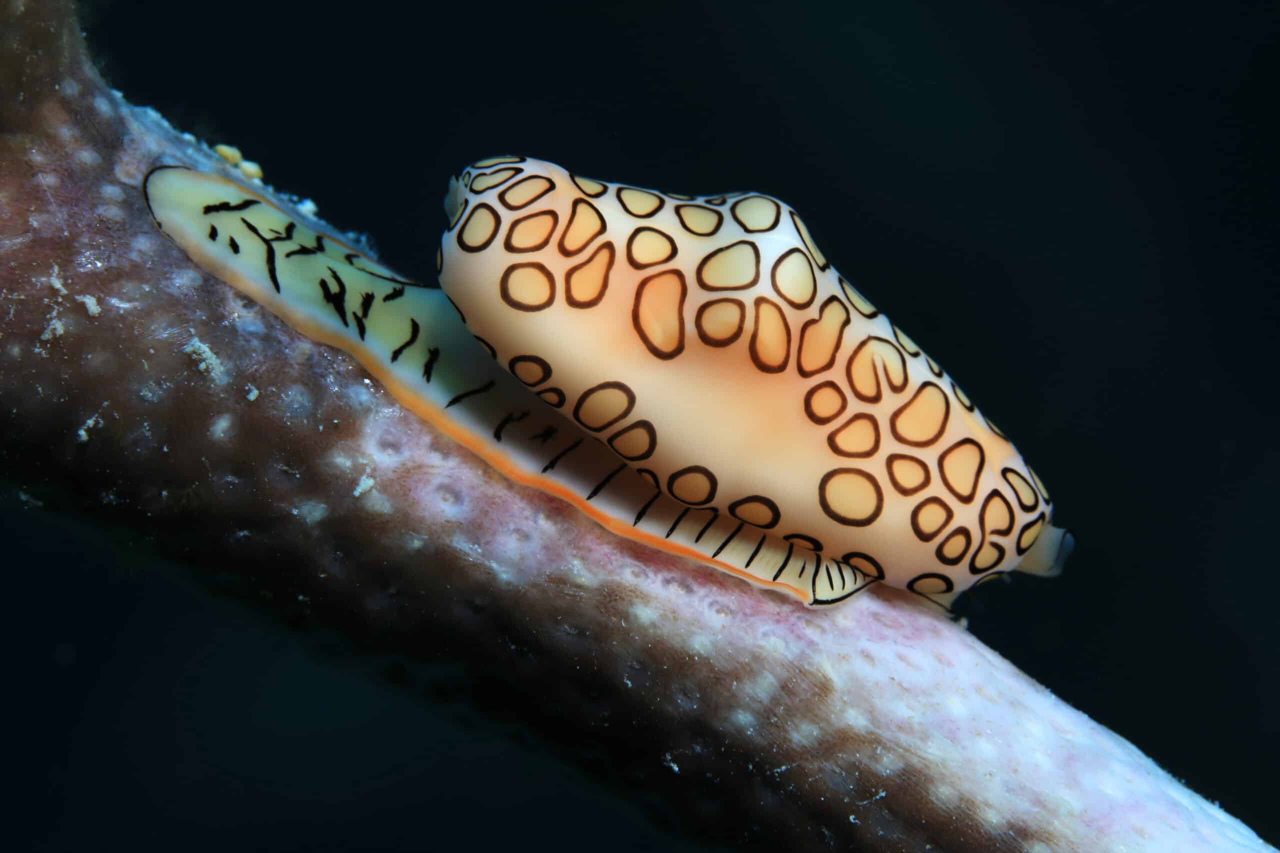 Flamingo Tongue Snail