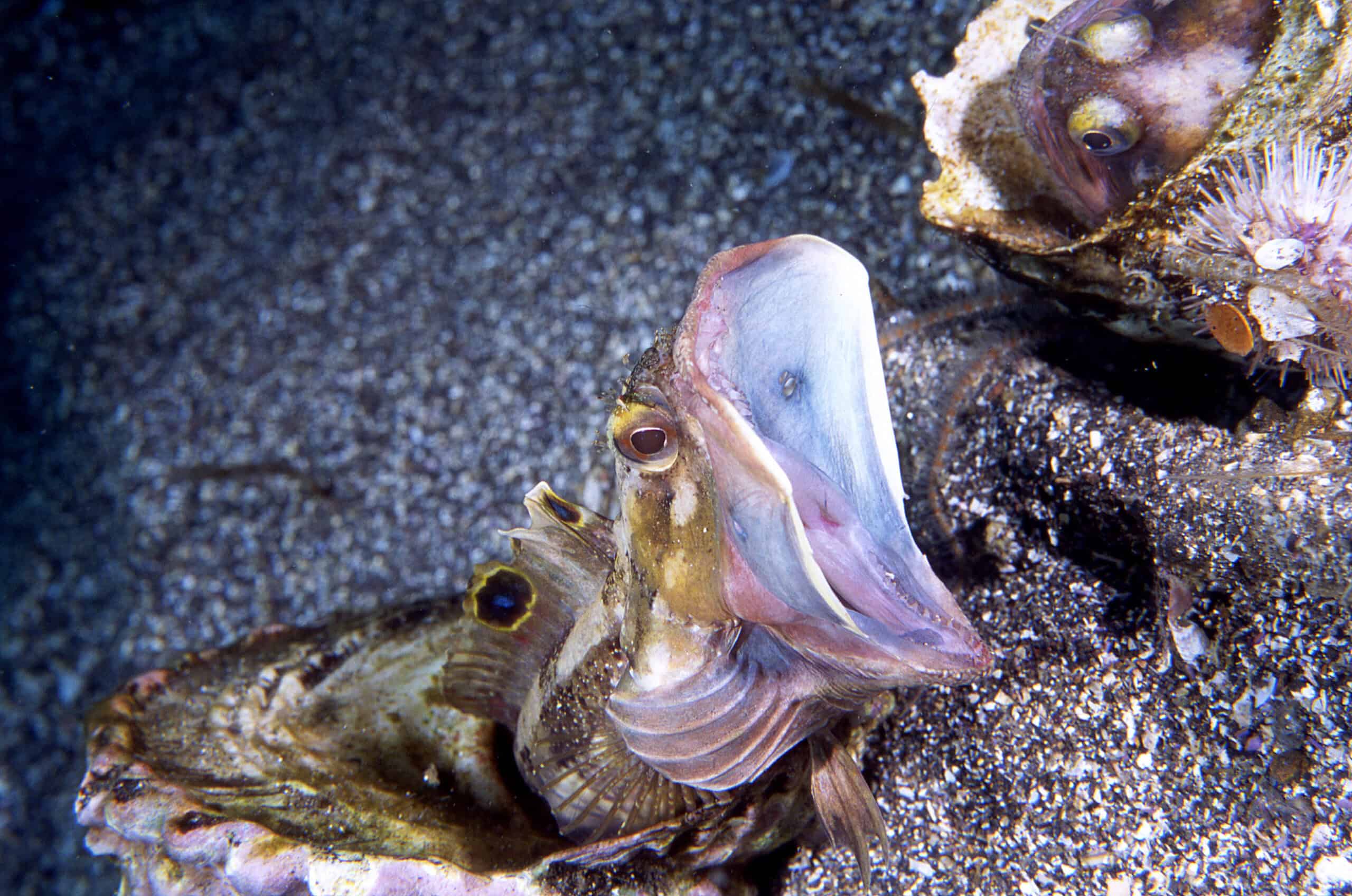 Sarcastic Fringehead