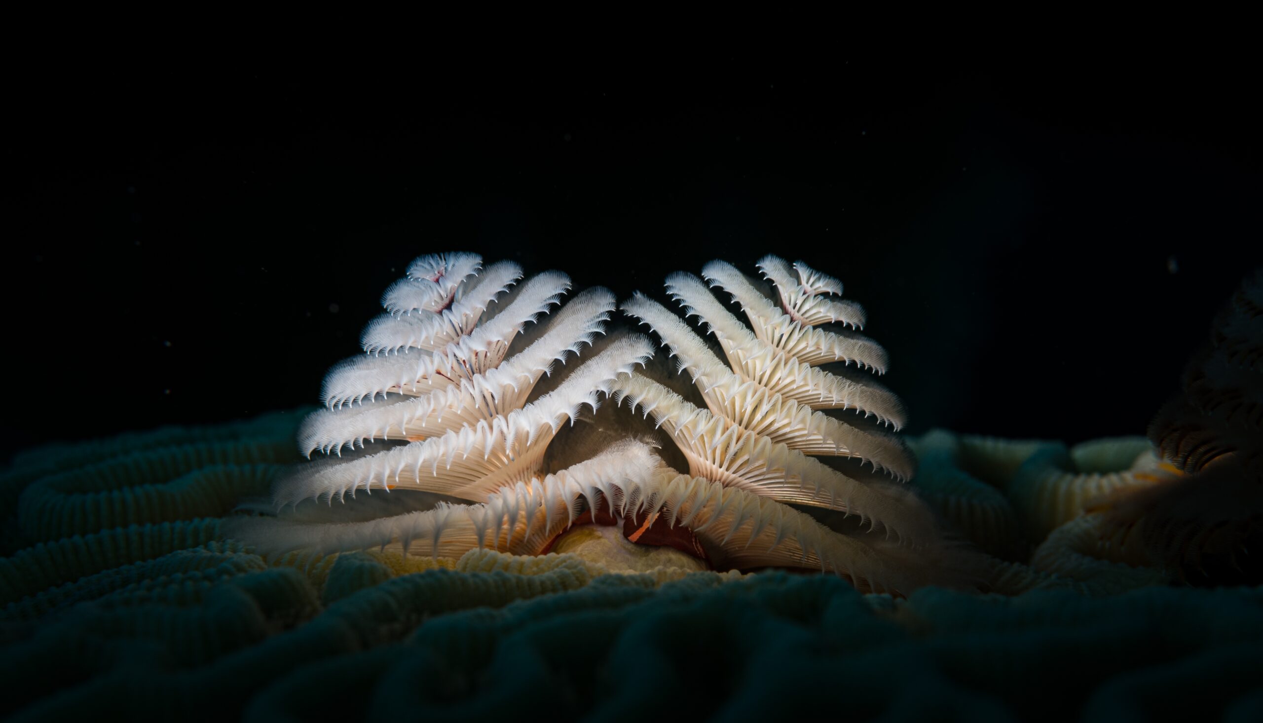 Christmas Tree Worm