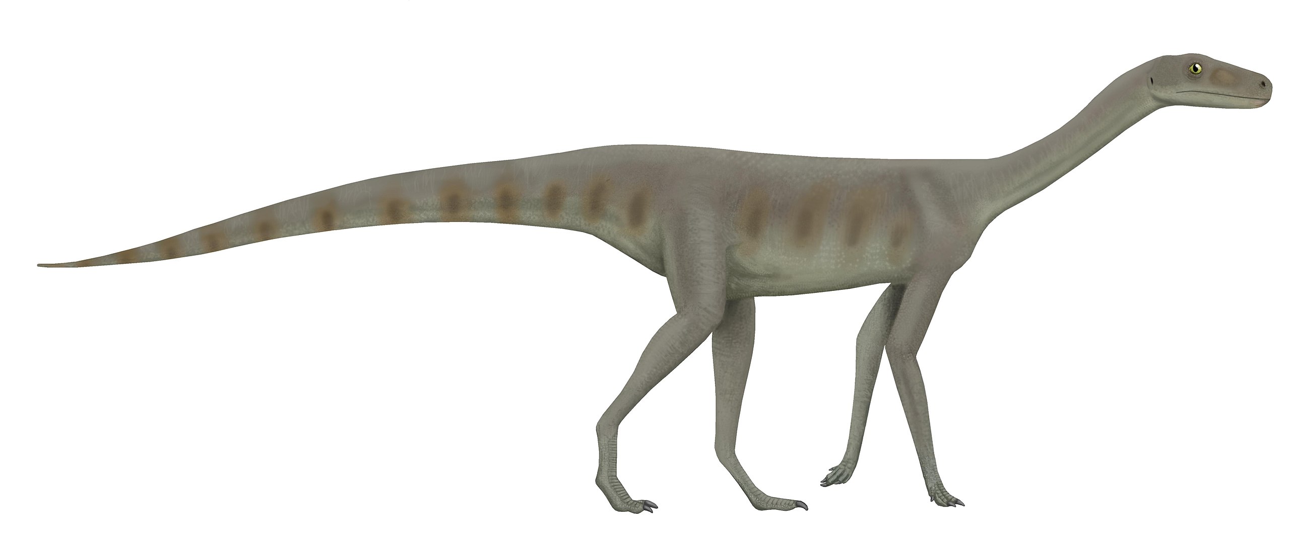 Asilisaurus