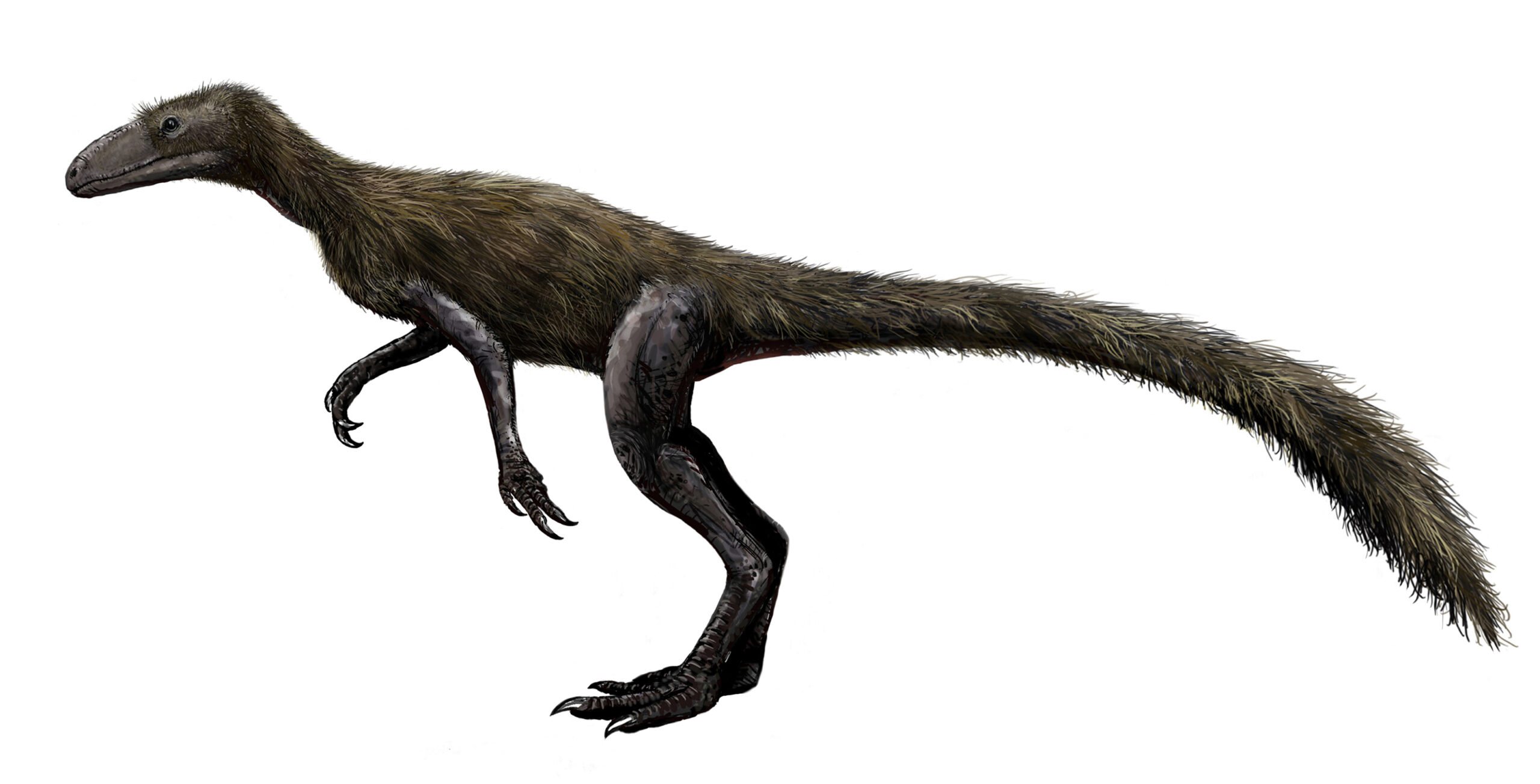 Marasuchus