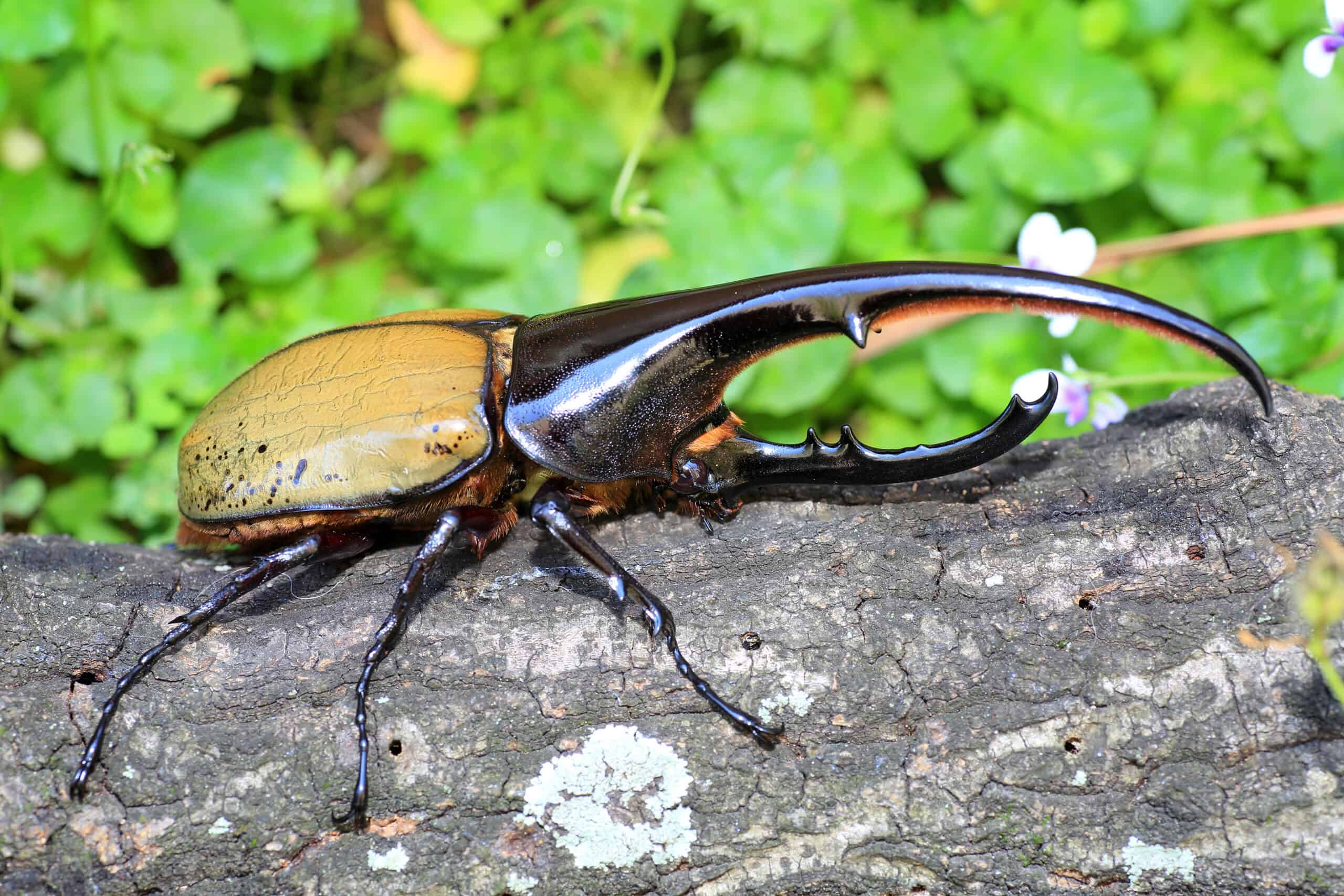 Hercules Beetle